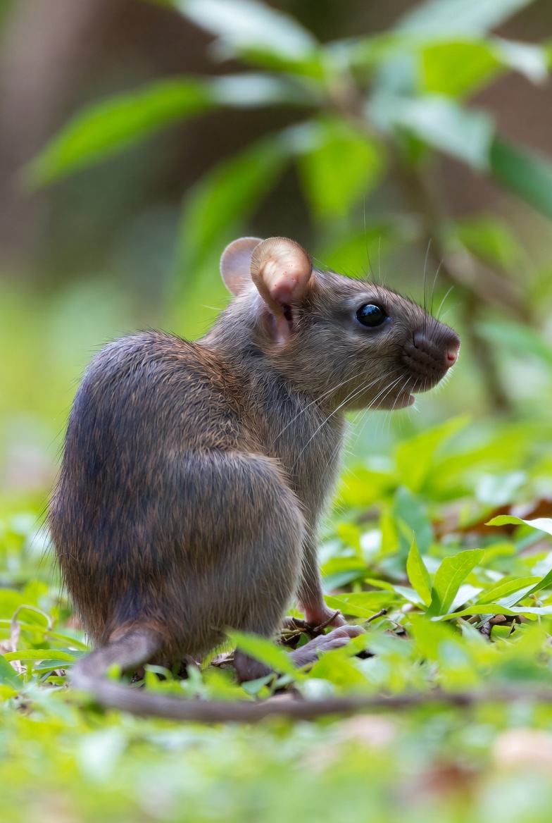 Aceh rat